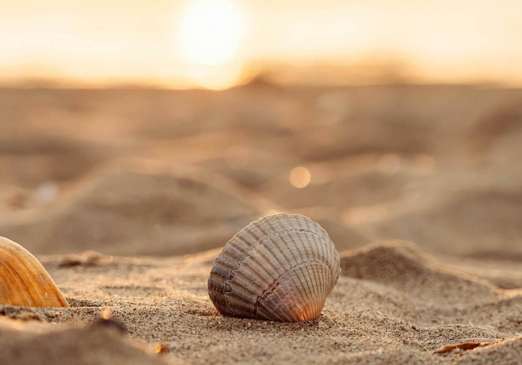 pexels-jonas-horsch-102497290-32893878